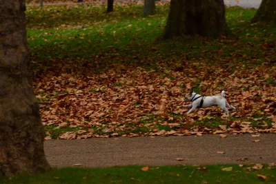 DSC_0677 (Large).JPG